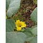 Cucurbita foetidissima - Calabazilla, Buffalo Gourd (Plant)