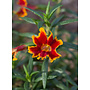 Diplacus 'Fiesta Marigold' - Fiesta Marigold Monkeyflower (Plant)