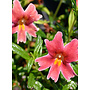 Diplacus 'Jelly Bean Dark Pink' - Jelly Bean Dark Pink Monkeyflower (Plant)