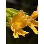 Diplacus longiflorus - Bush Monkeyflower, Sticky Monkeyflower (Plant)