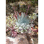 Dudleya brittonii - Britton's Dudleya (Plant)