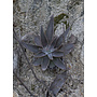 Dudleya lanceolata - Lance-leaved Dudleya (Plant)
