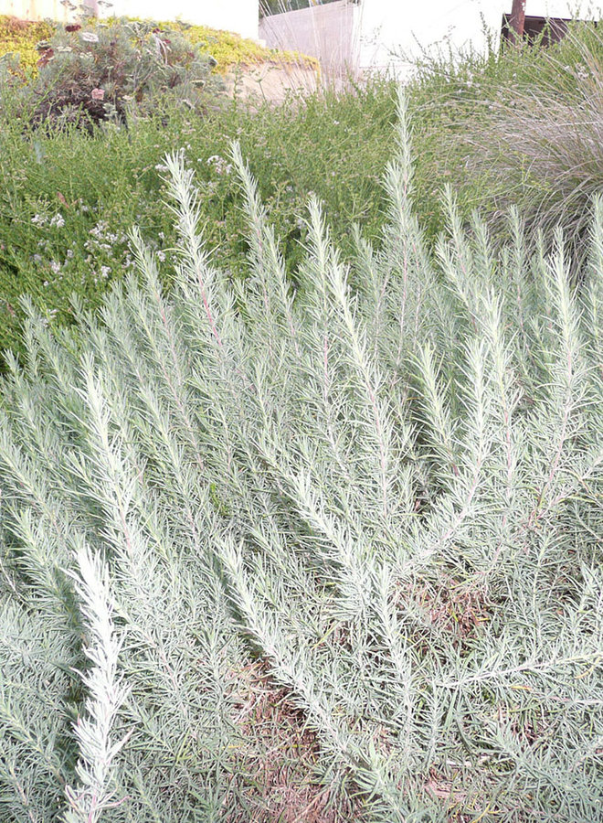 Epilobium canum ssp. canum - California or Hoary Fuchsia (Plant)