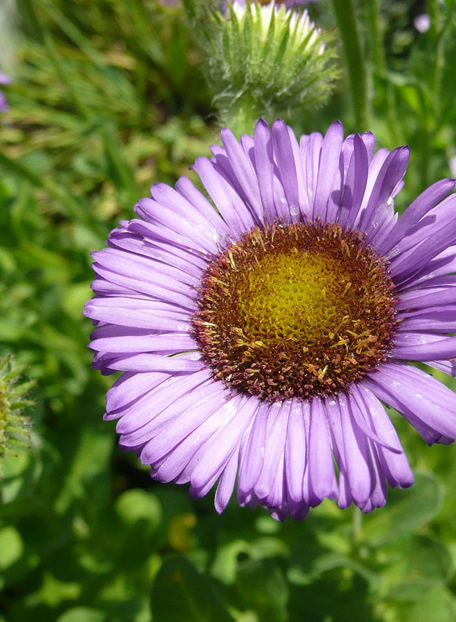 Erigeron 'W.R.' - W.R. Seaside Daisy (Plant)