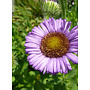 Erigeron 'W.R.' - W.R. Seaside Daisy (Plant)