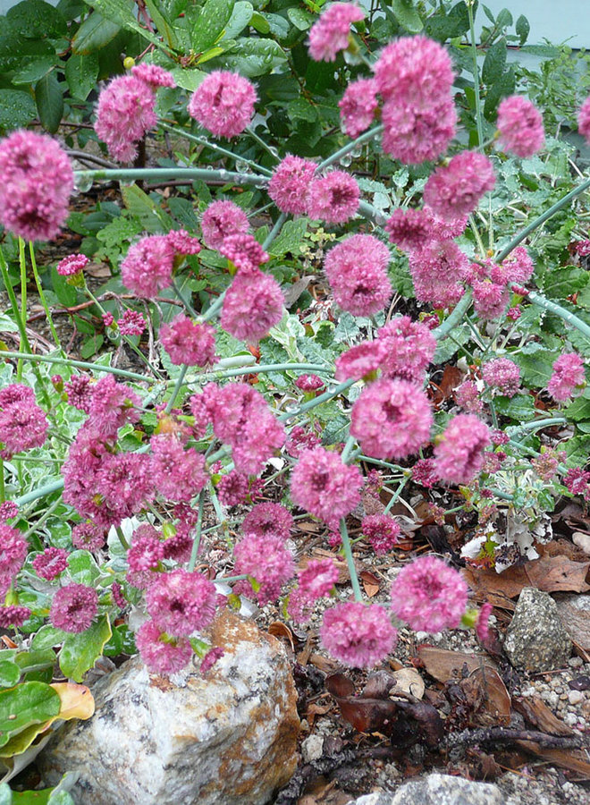 Eriogonum grande var. rubescens - San Miguel Island or Red Buckwheat (Plant)
