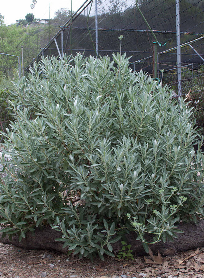 Eriogonum x blissianum - Island Buckwheat Hybrid (Plant)