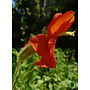 Erythranthe cardinalis - Scarlet Monkeyflower (Plant)