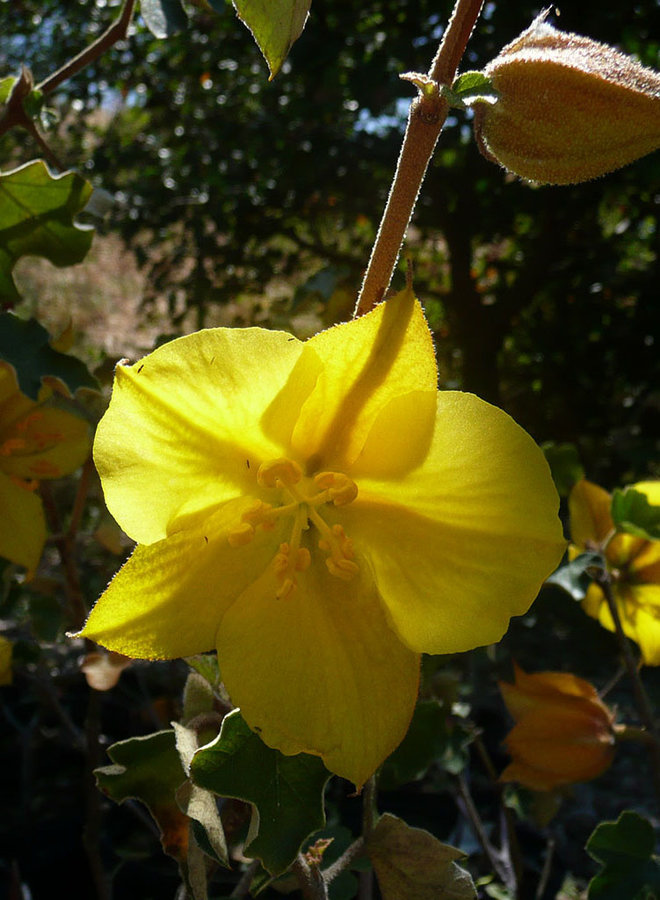 Fremontodendron 'Pacific Sunset' - Pacific Sunset Flannel Bush (Plant)