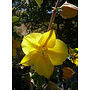 Fremontodendron 'Pacific Sunset' - Pacific Sunset Flannel Bush (Plant)