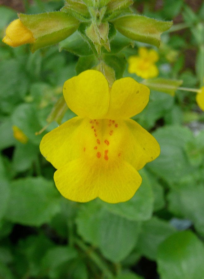 Erythranthe guttata - Seep Monkeyflower, Yellow Monkeyflower (Plant)