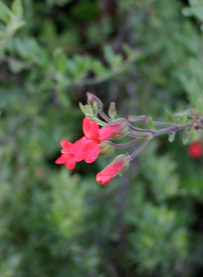 Gambelia speciosa 'Firecracker' - Firecracker Showy Island Snapdragon (Plant)