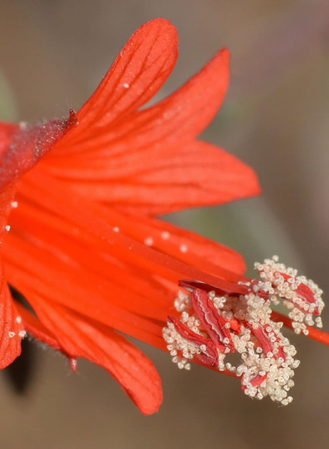 Epilobium canum - California Fuschia, Hummingbird Trumpet (Plant)