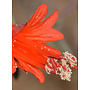 Epilobium canum - California Fuschia, Hummingbird Trumpet (Plant)