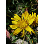 Grindelia camporum - Common Gumplant, Great Valley Gumweed (Plant)