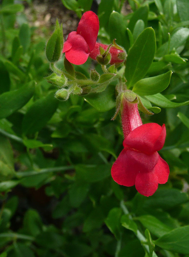 Gambelia speciosa 'Boca Rosa' - Boca Rosa Showy Island Snapdragon (Plant)