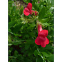 Gambelia speciosa 'Boca Rosa' - Boca Rosa Showy Island Snapdragon (Plant)