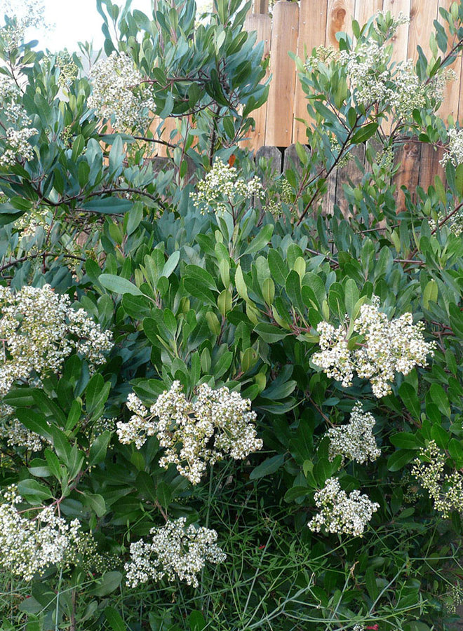 Heteromeles arbutifolia - Toyon, Christmas Berry (Plant)