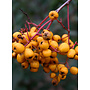 Heteromeles arbutifolia 'Davis Gold' - Davis Gold Toyon (Plant)