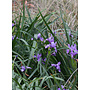 Iris douglasiana - Douglas Iris (Plant)