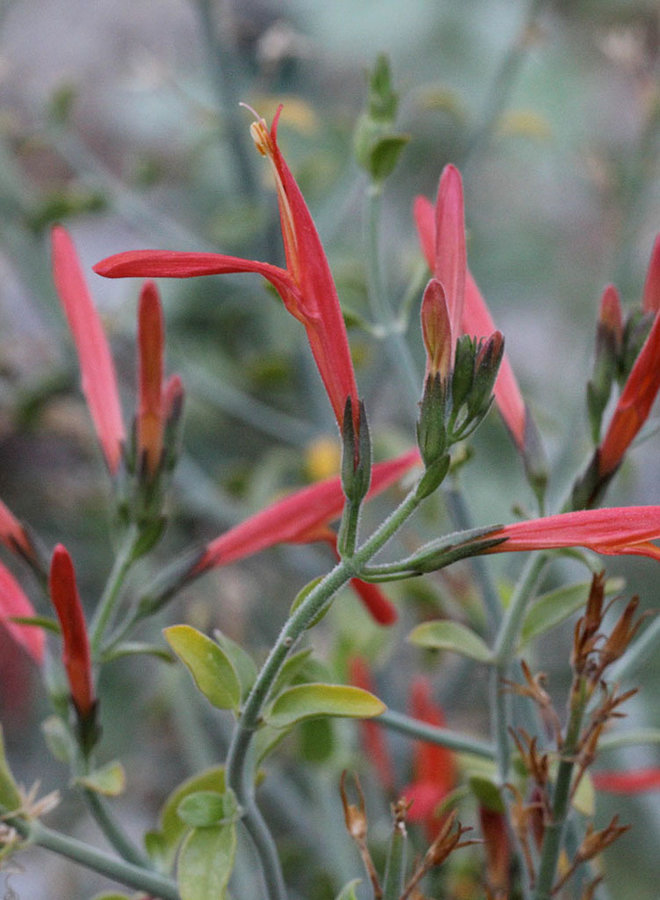Justicia californica - Chuparosa, Beloperone (Plant)