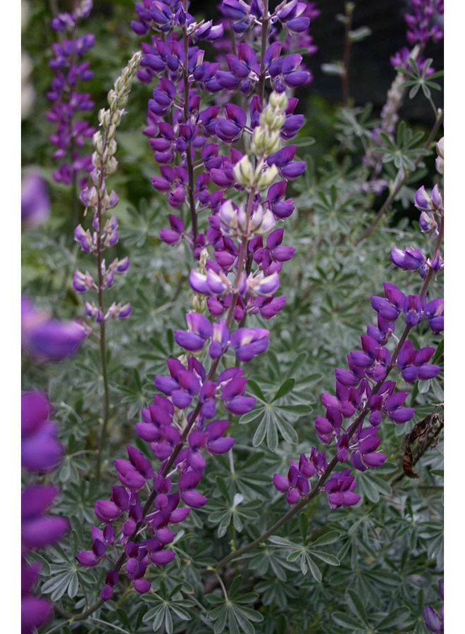 Lupinus albifrons - Silver Bush Lupine (Plant)