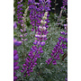 Lupinus albifrons - Silver Bush Lupine (Plant)