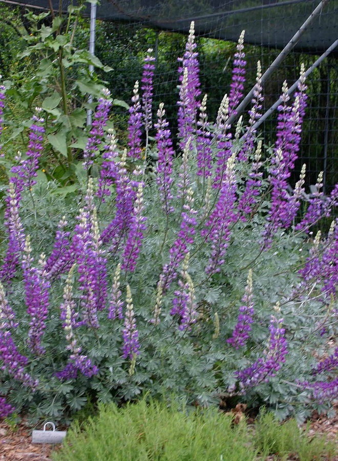 Lupinus albifrons - Silver Bush Lupine (Plant)