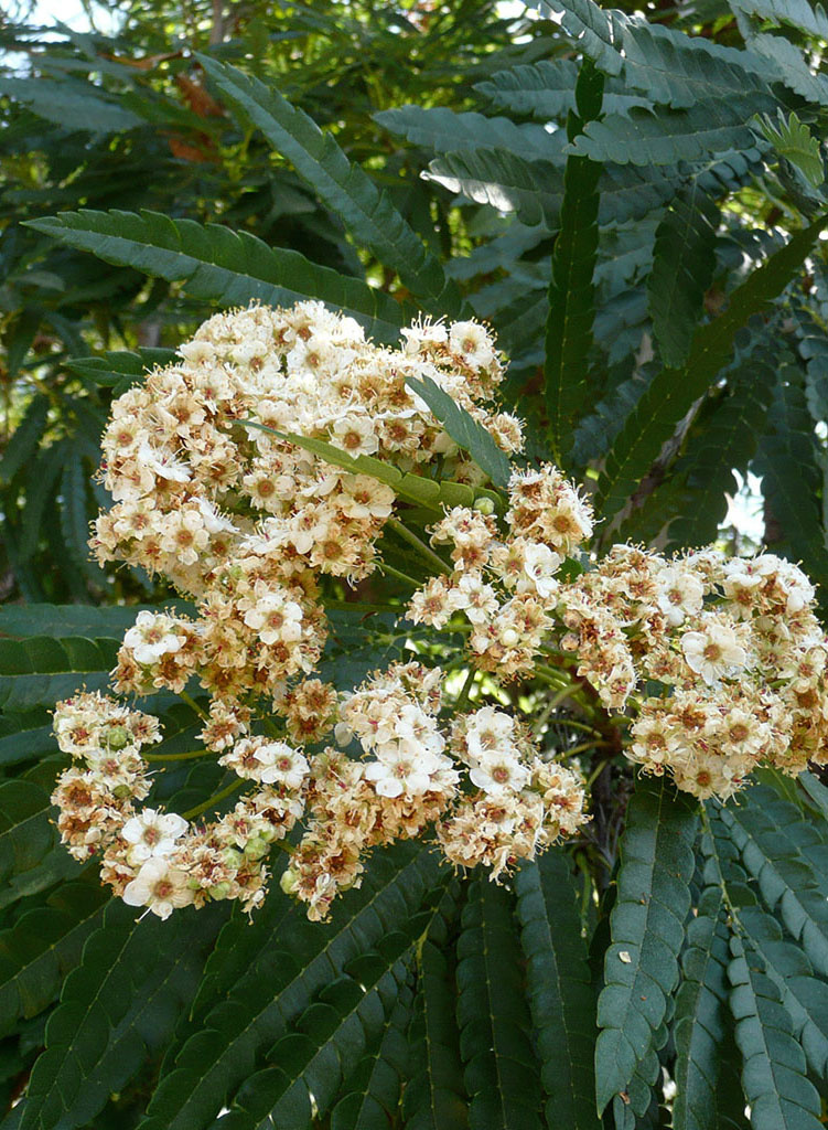 Lyonothamnus floribundus ssp. aspleniifolius Santa Cruz