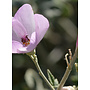 Malacothamnus fasciculatus var. fasciculatus - Chaparral Mallow (Plant)