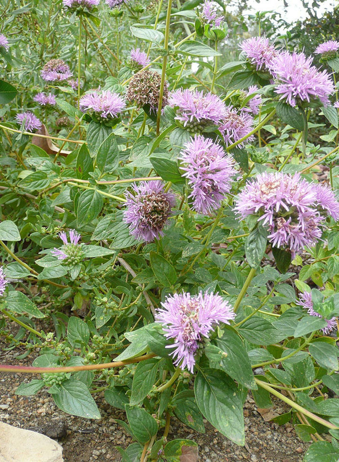 Monardella villosa ssp. villosa 'Russian River' - Russian River Coyote Mint (Plant)