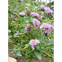 Monardella villosa ssp. villosa 'Russian River' - Russian River Coyote Mint (Plant)