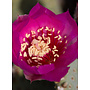 Opuntia basilaris var. basilaris - Beavertail Cactus (Plant)