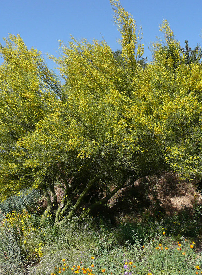 Parkinsonia florida - Blue Palo Verde (Plant)