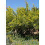 Parkinsonia florida - Blue Palo Verde (Plant)