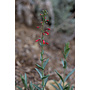 Penstemon centranthifolius - Scarlet Bugler (Plant)