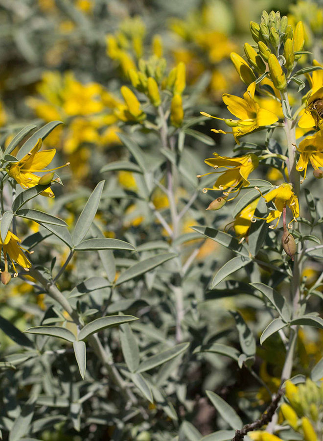 Peritoma arborea - Bladderpod (Plant)