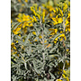 Peritoma arborea - Bladderpod (Plant)