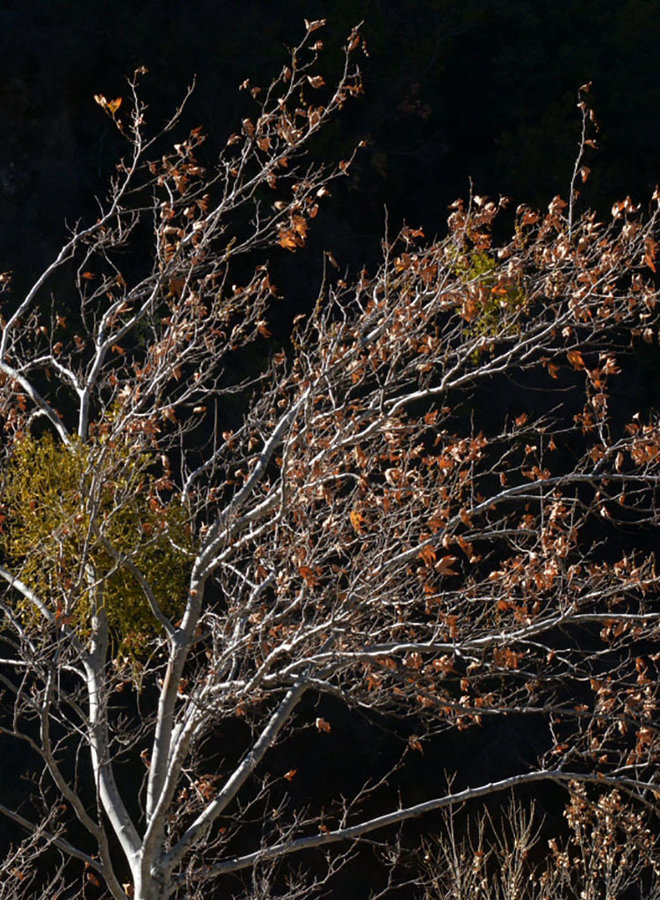 Platanus racemosa - Western Sycamore (Plant)