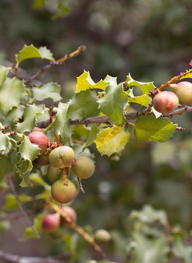 Prunus ilicifolia ssp. ilicifolia - Holly-Leaf Cherry (Plant)