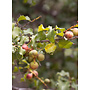 Prunus ilicifolia ssp. ilicifolia - Holly-Leaf Cherry (Plant)