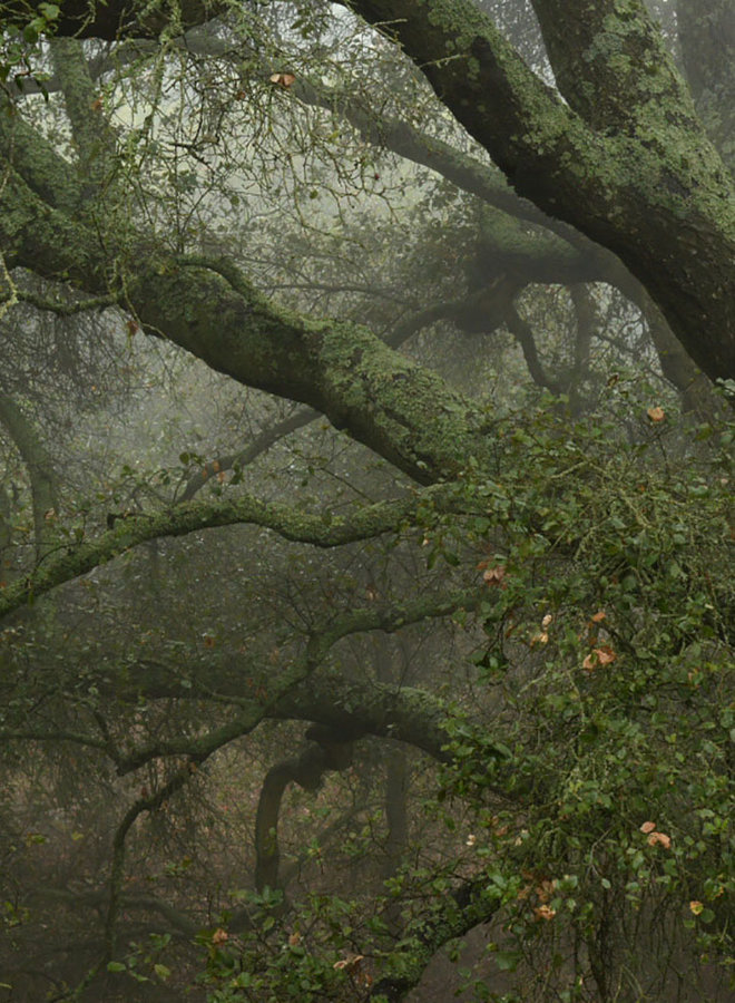 Quercus agrifolia var. agrifolia - Coast Live Oak or Encina (Plant)