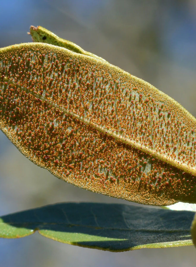 Quercus chrysolepis - Canyon Live or Maul Oak (Plant)