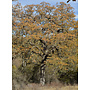 Quercus douglasii - Blue Oak (Plant)