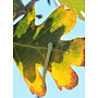 Quercus lobata - Valley Oak or Roble (Plant)