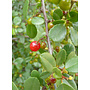 Rhamnus crocea - Redberry, Redberry Buckthorn (Plant)