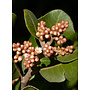 Rhus integrifolia - Lemonade Berry (Plant)