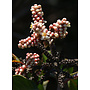 Rhus ovata - Sugar Bush (Plant)