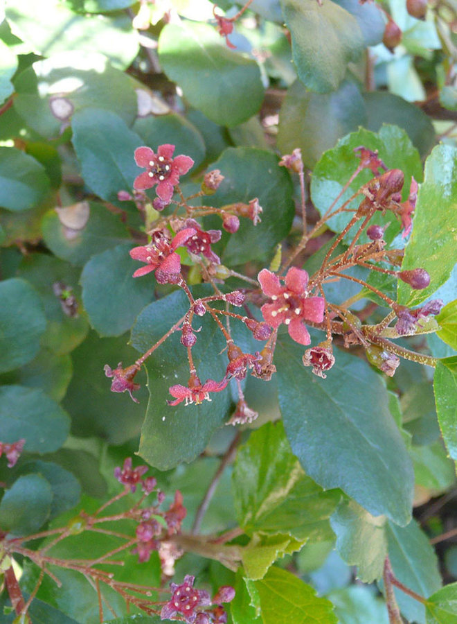 Ribes viburnifolium - Evergreen Currant, Catalina Perfume (Plant)