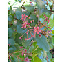 Ribes viburnifolium - Evergreen Currant, Catalina Perfume (Plant)